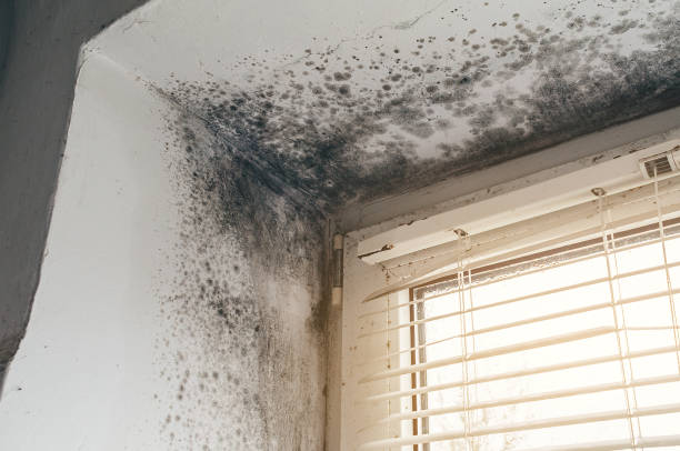 Affordable Mold Inspection And Testing solutions in McBain, MI