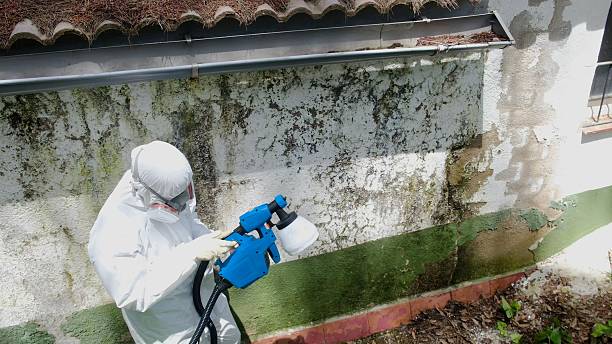 Top rated local Mold Inspection And Testing specialists in McBain, MI